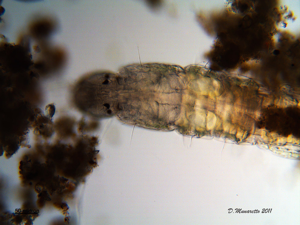 Larva di Chironomide